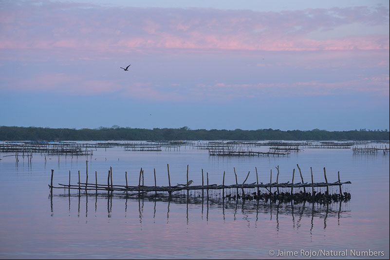 Oyster collecting platforms spread over a lagoon during sunset. 
