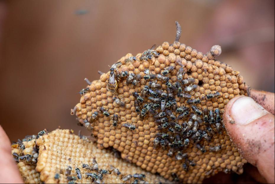 Colony of native stingless bees.