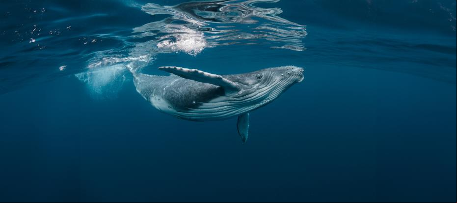 Whale on the high seas