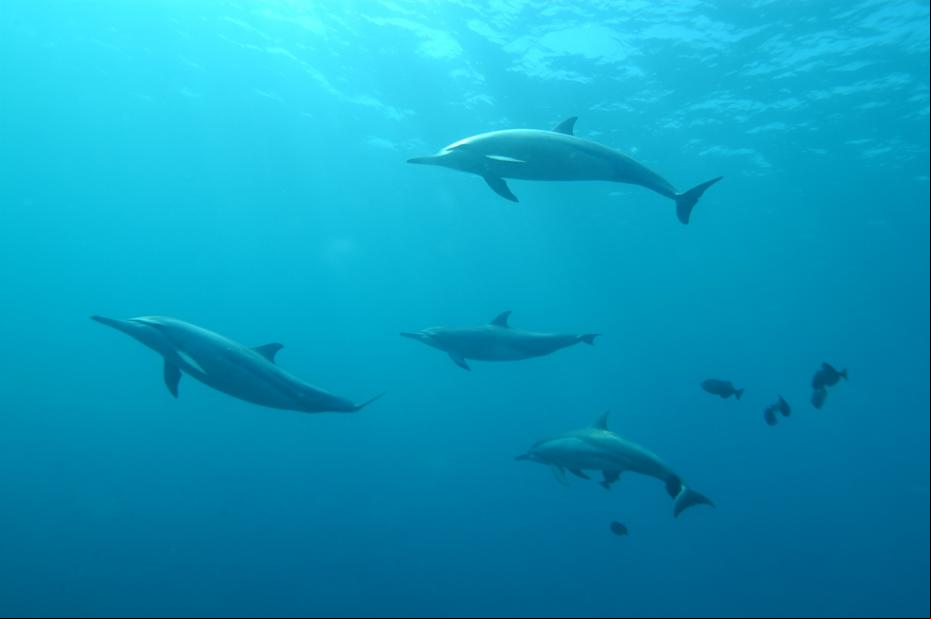 Dolphins