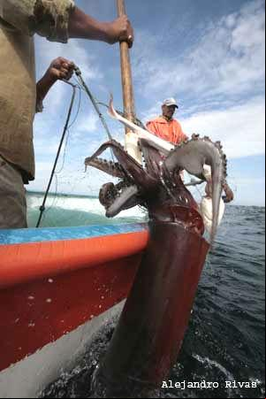 Photo: Fishing on the open sea.Credit: Alejandro Rivas.