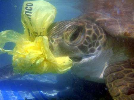 Foto: Tortuga marina comiendo una bolsa de plástico en Cerro Verde, Uruguay. Crédito: Alejandro Fallabrino/ Seaturtles.org