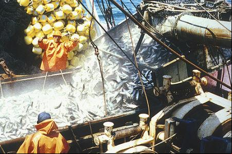 Photo: A catch of fish. Credit: Teobaldo Dioses/NOAA.