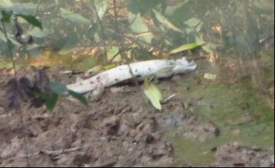 Foto: Pez muerto en la comunidad de San Antonio, según pescadores, a consencuencia de explosiones con dinamita. Crédito: AIDA