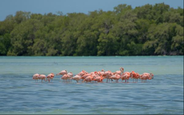 group of flamingos stand in shallow blue-green water, mangroves in background