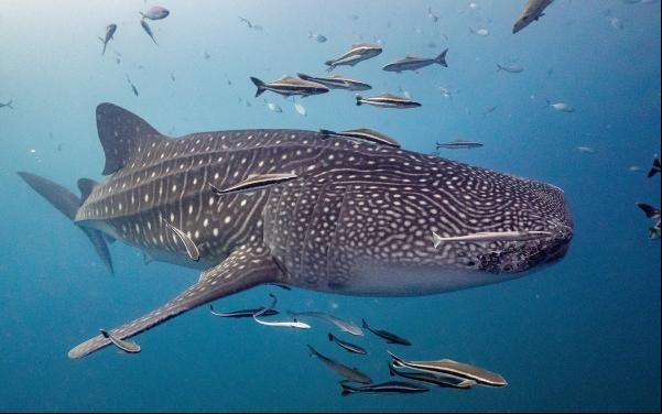 tiburon ballena