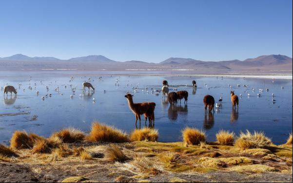 Alpacas en el Salar de Uyuni, Bolivia