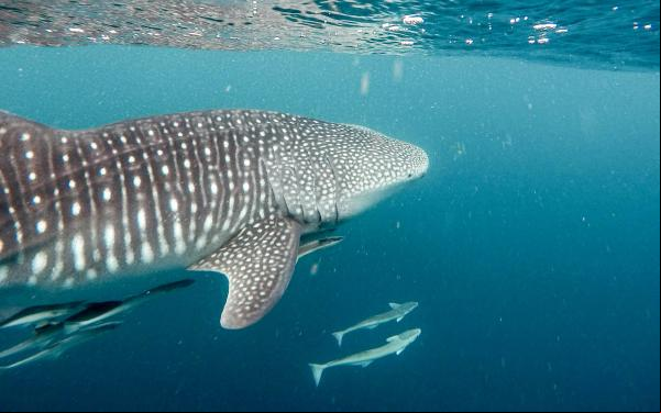 Ejemplar de tiburón ballena recorre aguas de alta mar