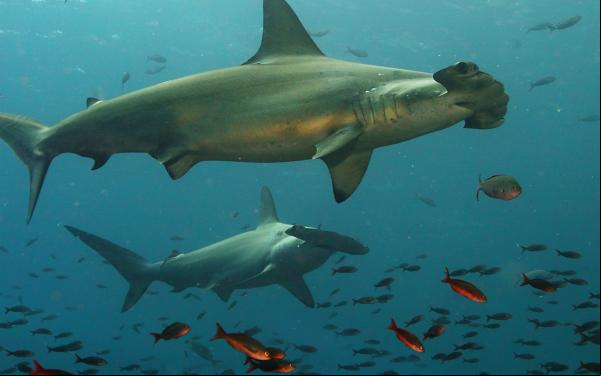 Hammerhead sharks of Galapagos