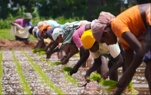 Female farmers in Palacode, Tamil Nadu, India