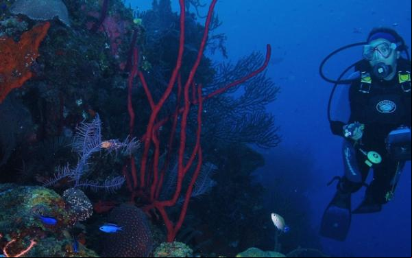 Arrecifes de coral en Cozumel, México.