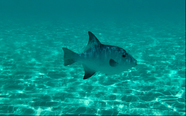Foto submarina de un pez en aguas de México