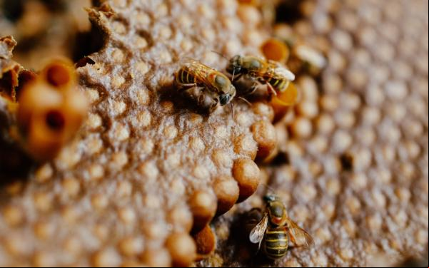 Abeja Melipona de Yucatán, México.