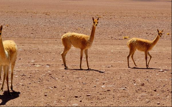 Fauna en el Desierto de Atacama, Chile.